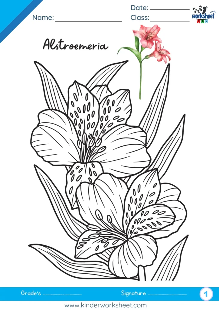 Alstroemeria