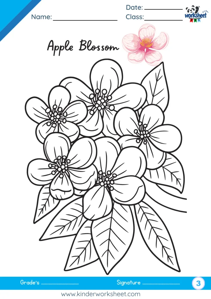 Apple Blossom