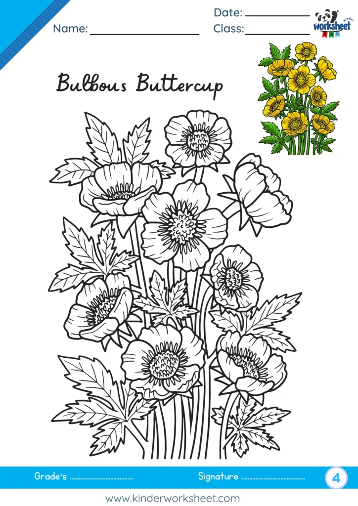 Bulbous Buttercup