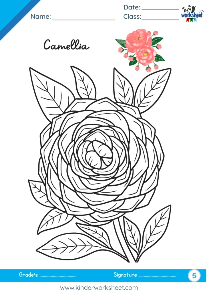 Camellia