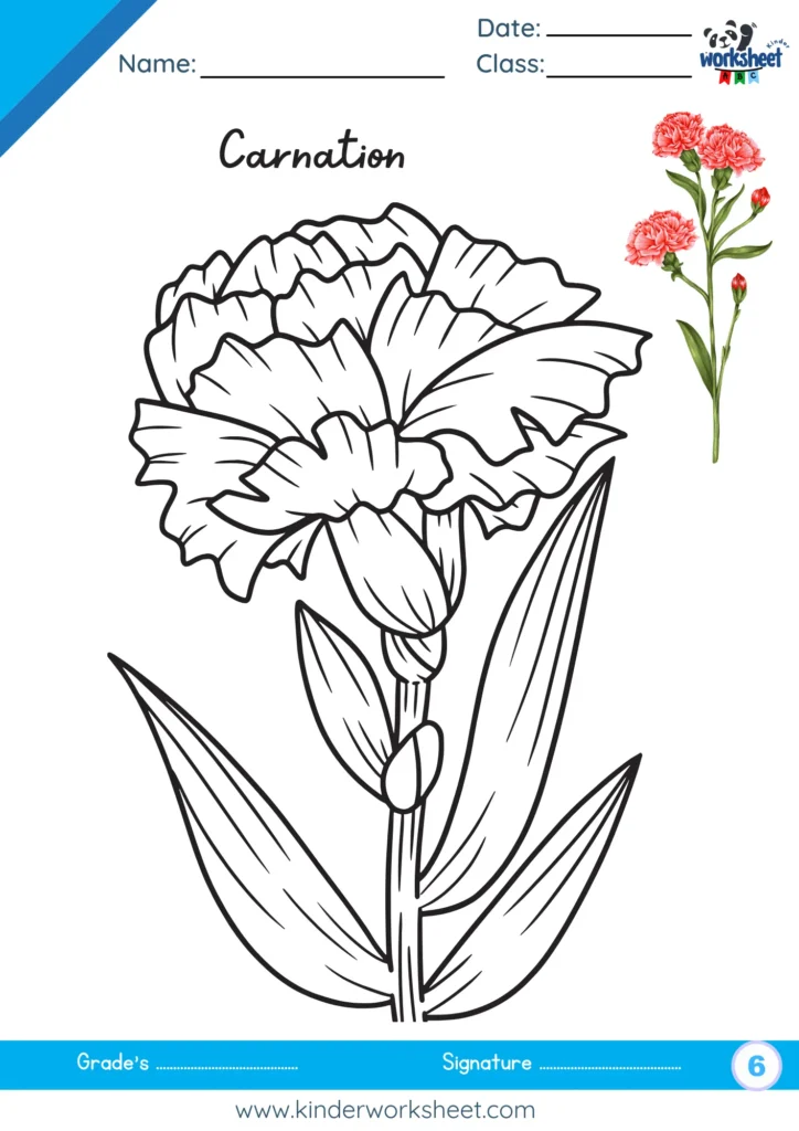 Carnation