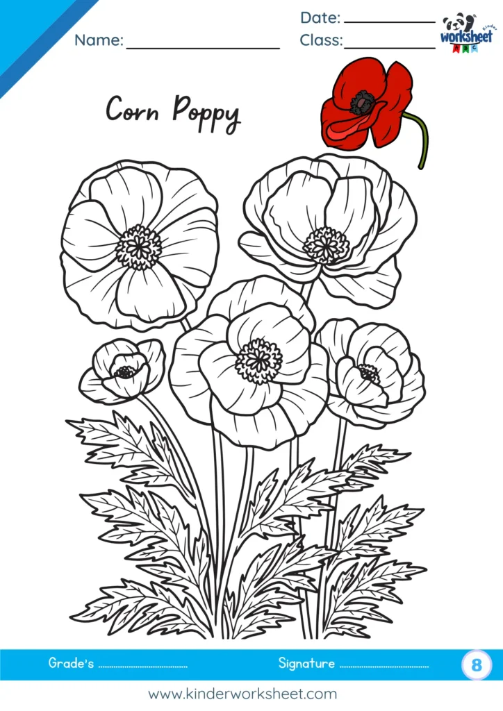 Corn Poppy