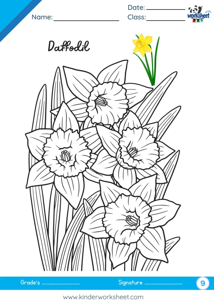 Daffodil