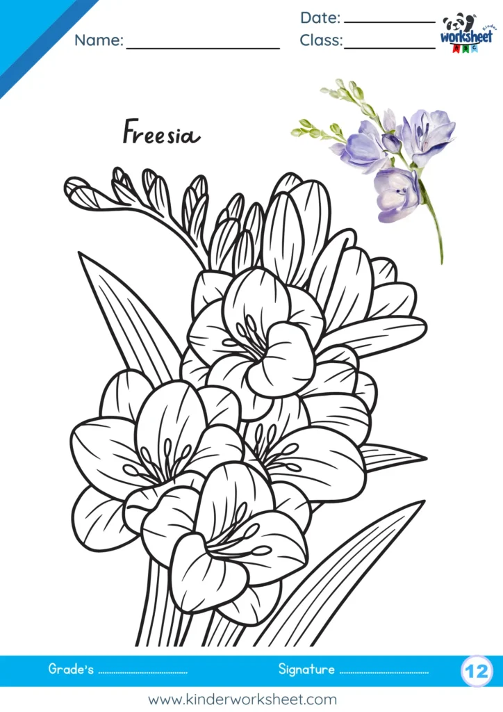 Freesia