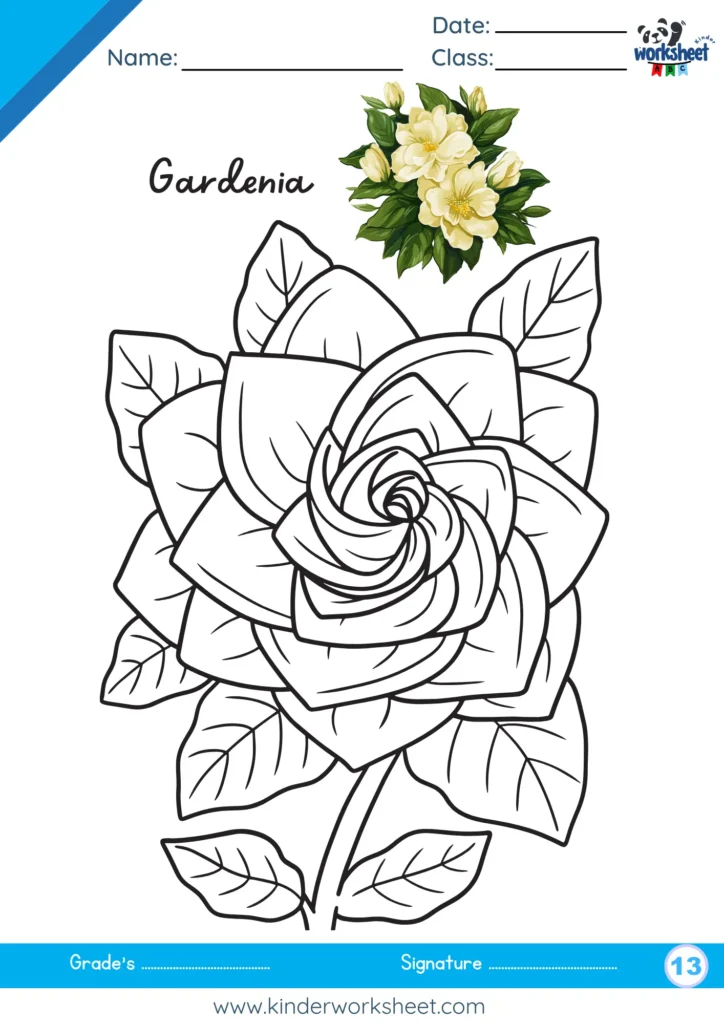 Gardenia