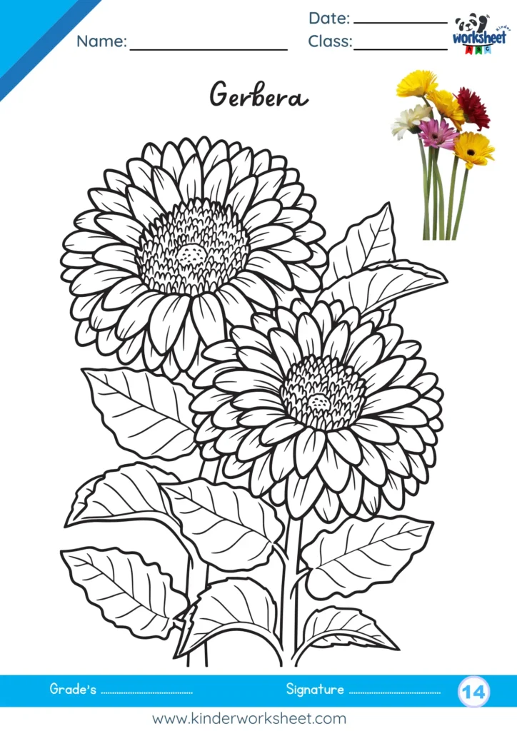 Gerbera