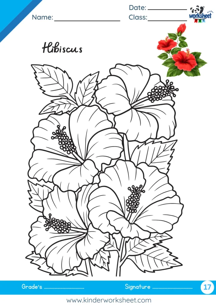 Hibiscus