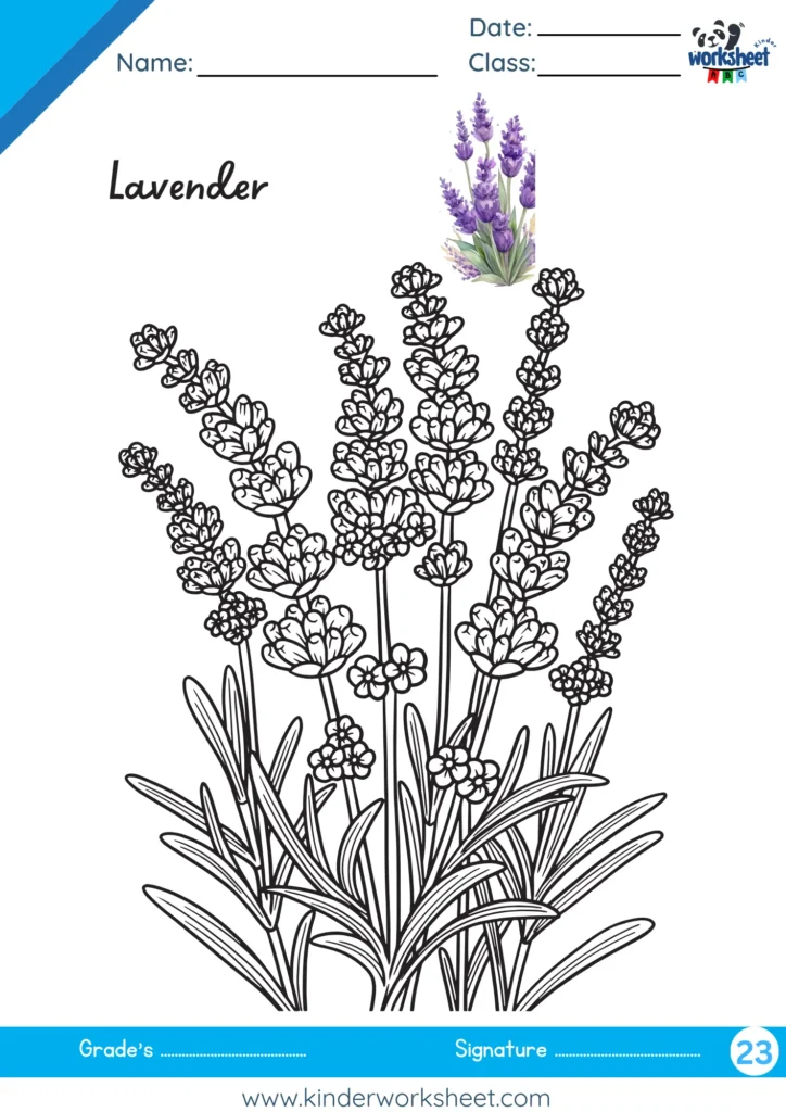 Lavender