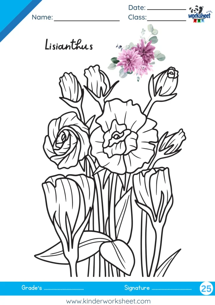 Lisianthus