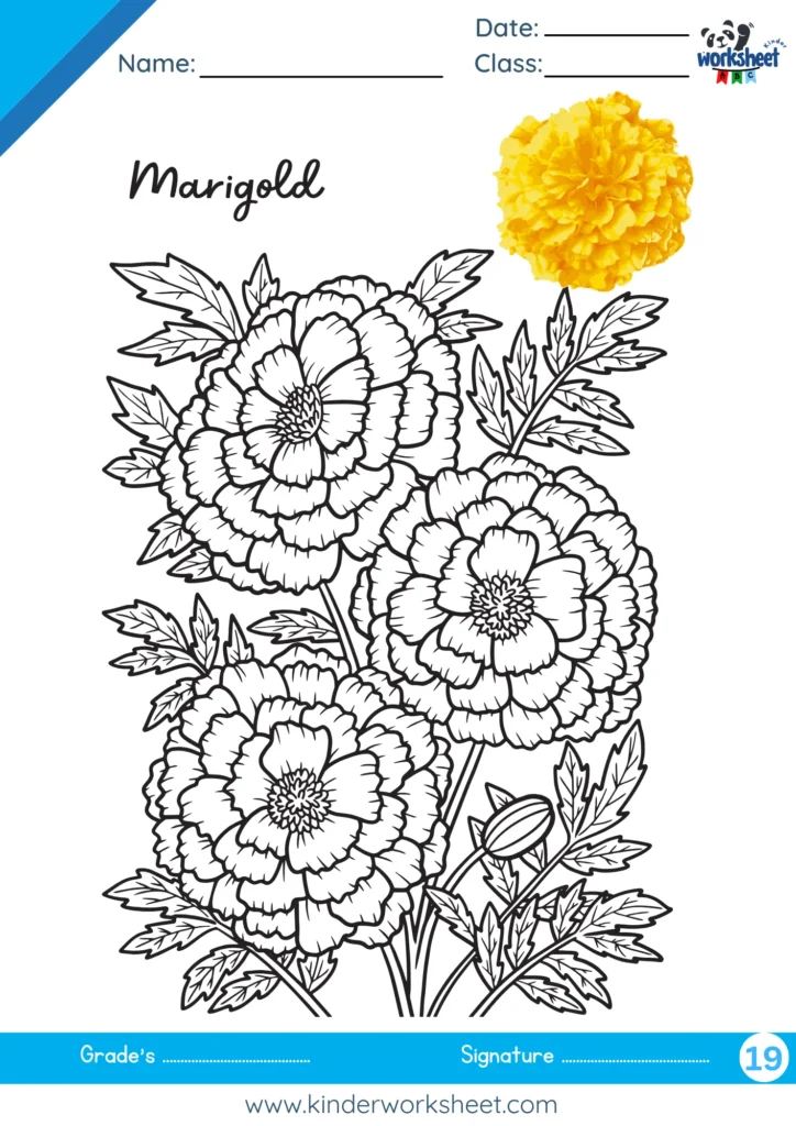 Marigold