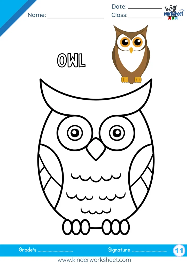 Owl