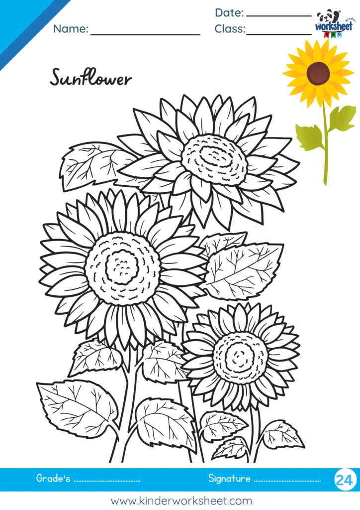 Sunflower