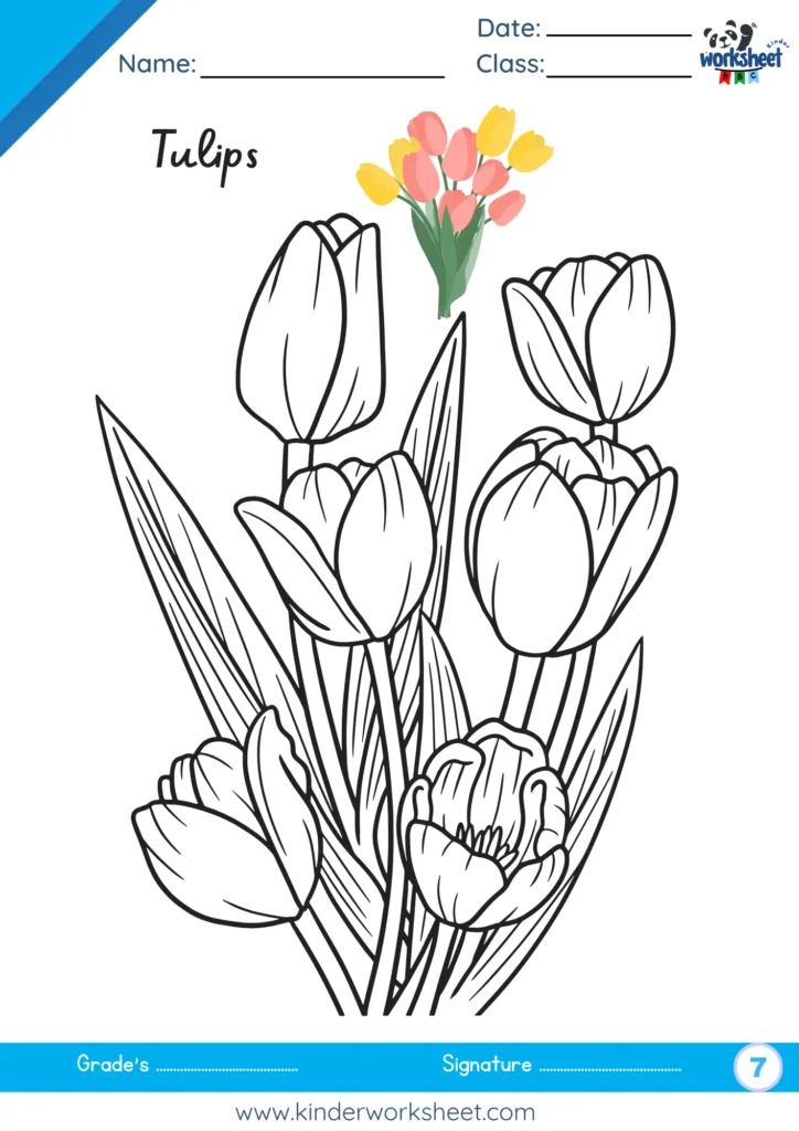 Tulips