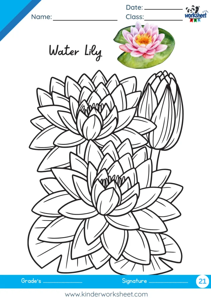 Water Lily