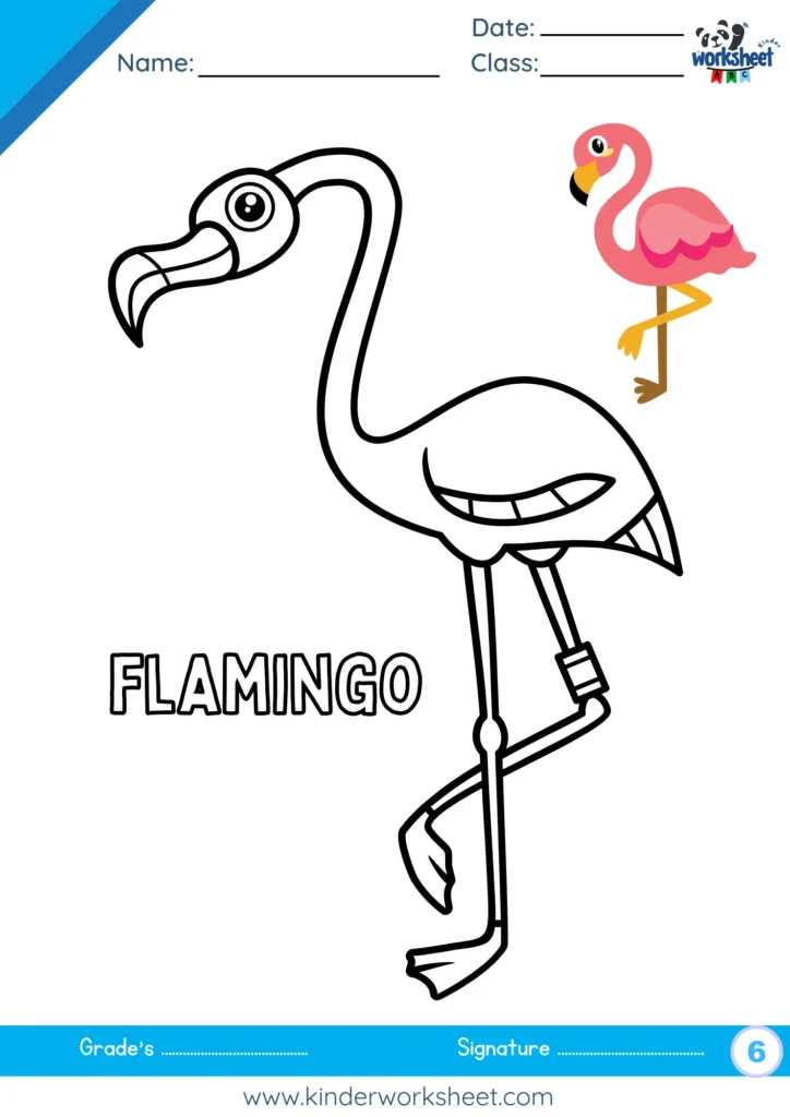 Flamingo