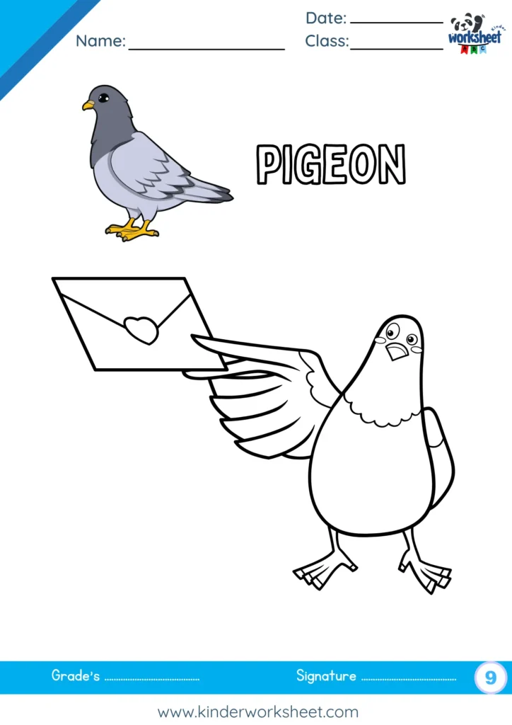 Pigeon