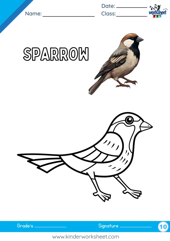 Sparrow